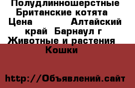 Полудлинношерстные Британские котята › Цена ­ 1 800 - Алтайский край, Барнаул г. Животные и растения » Кошки   